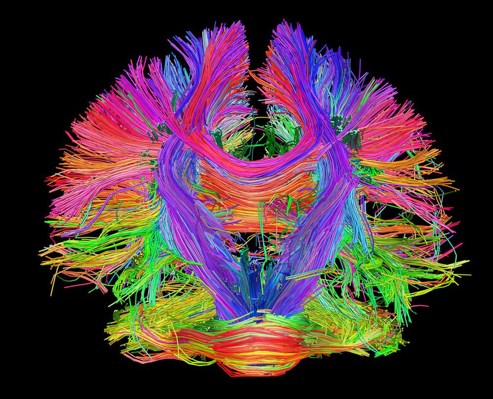 Neural pathways visualization